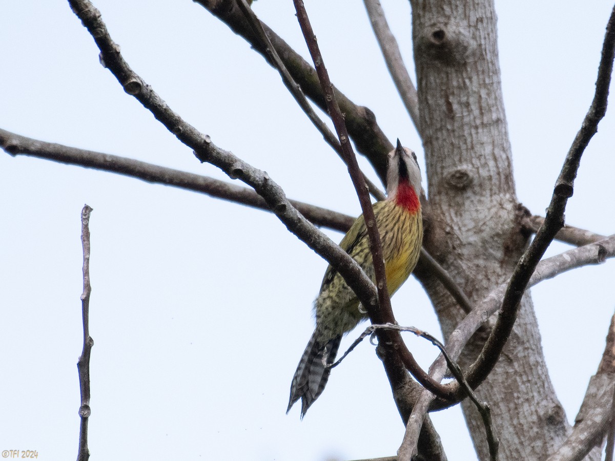 Cuban Green Woodpecker - T I