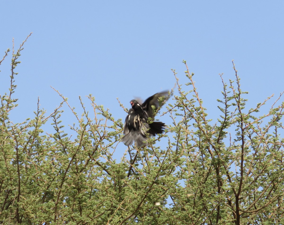 Red-billed Buffalo-Weaver - ML618522541