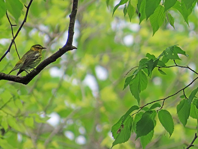 Cape May Warbler - ML618522548