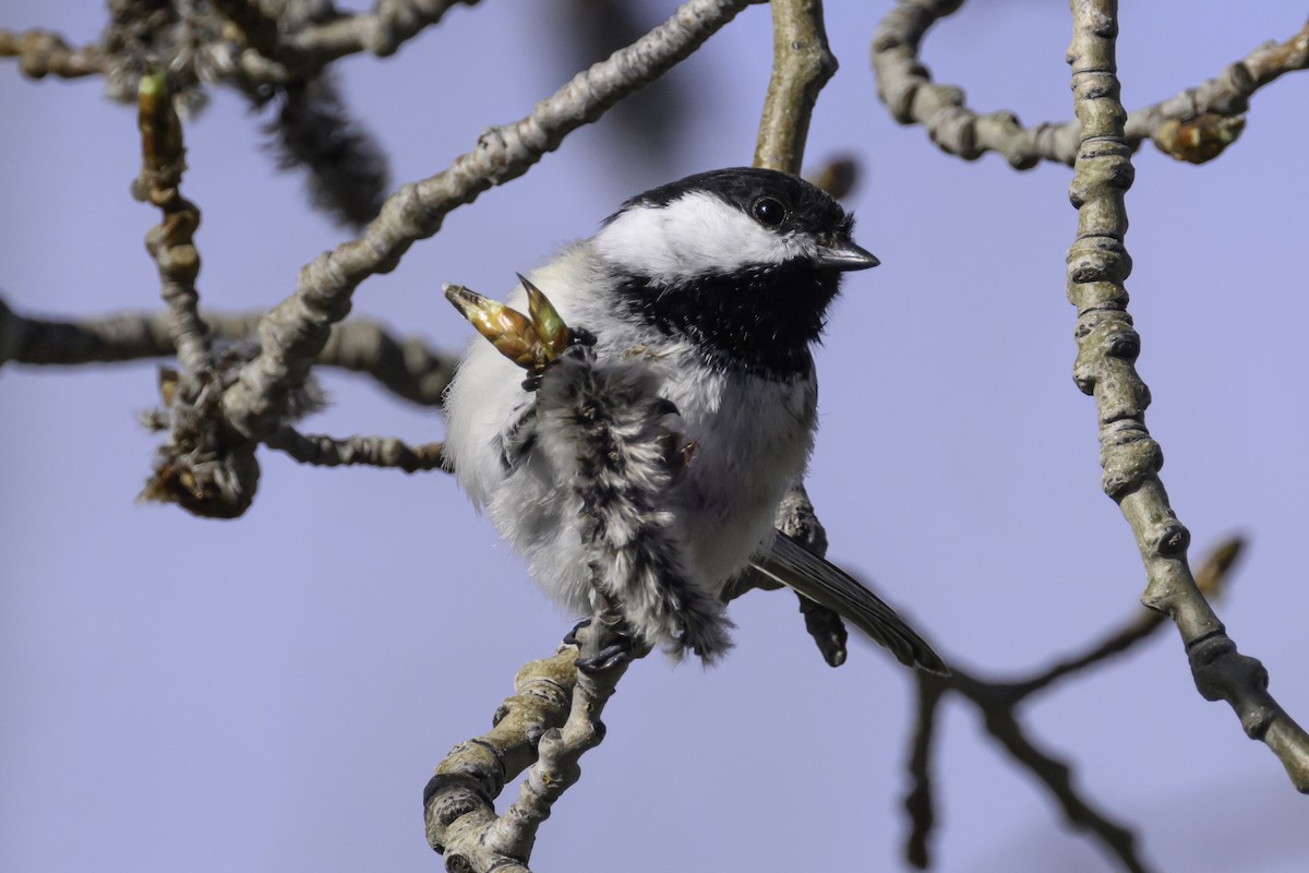 Black-capped Chickadee - ML618522555