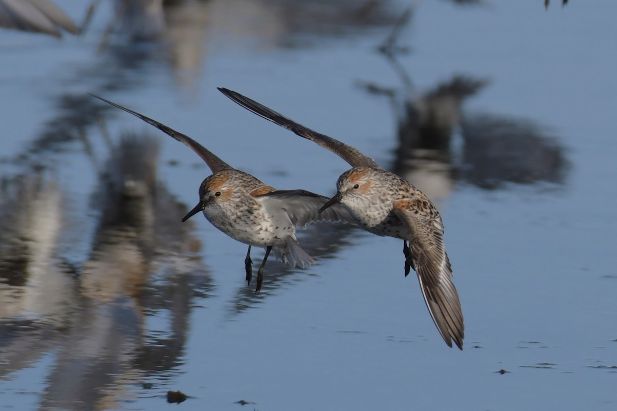 Western Sandpiper - ML618522568