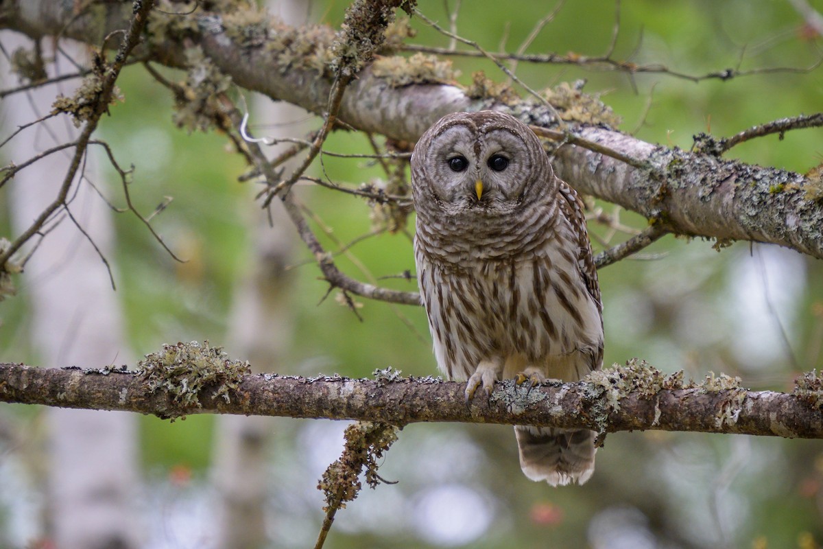 Barred Owl - ML618522581