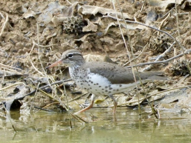 Spotted Sandpiper - ML618522589