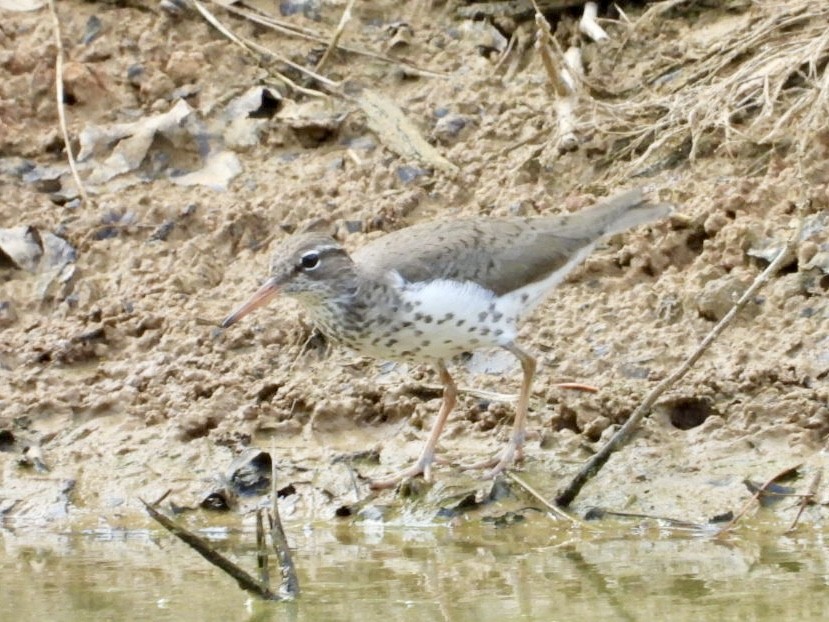 Spotted Sandpiper - ML618522590