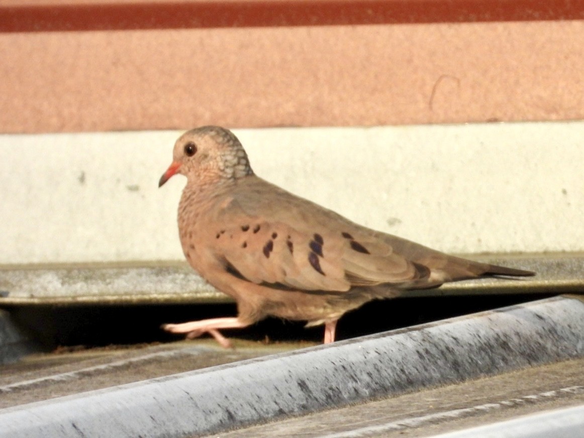 Common Ground Dove - Karen Seward