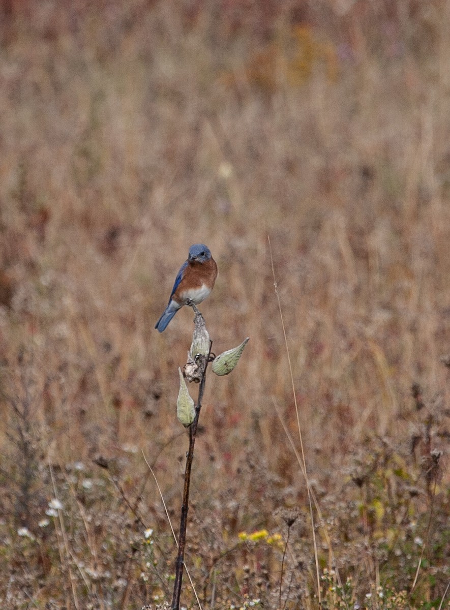 Eastern Bluebird - Craig Tumer