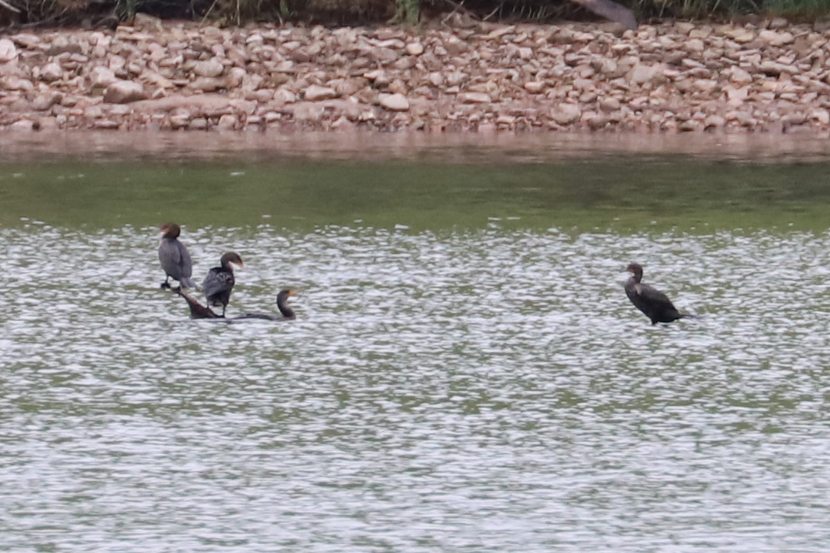 Double-crested Cormorant - ML618522632