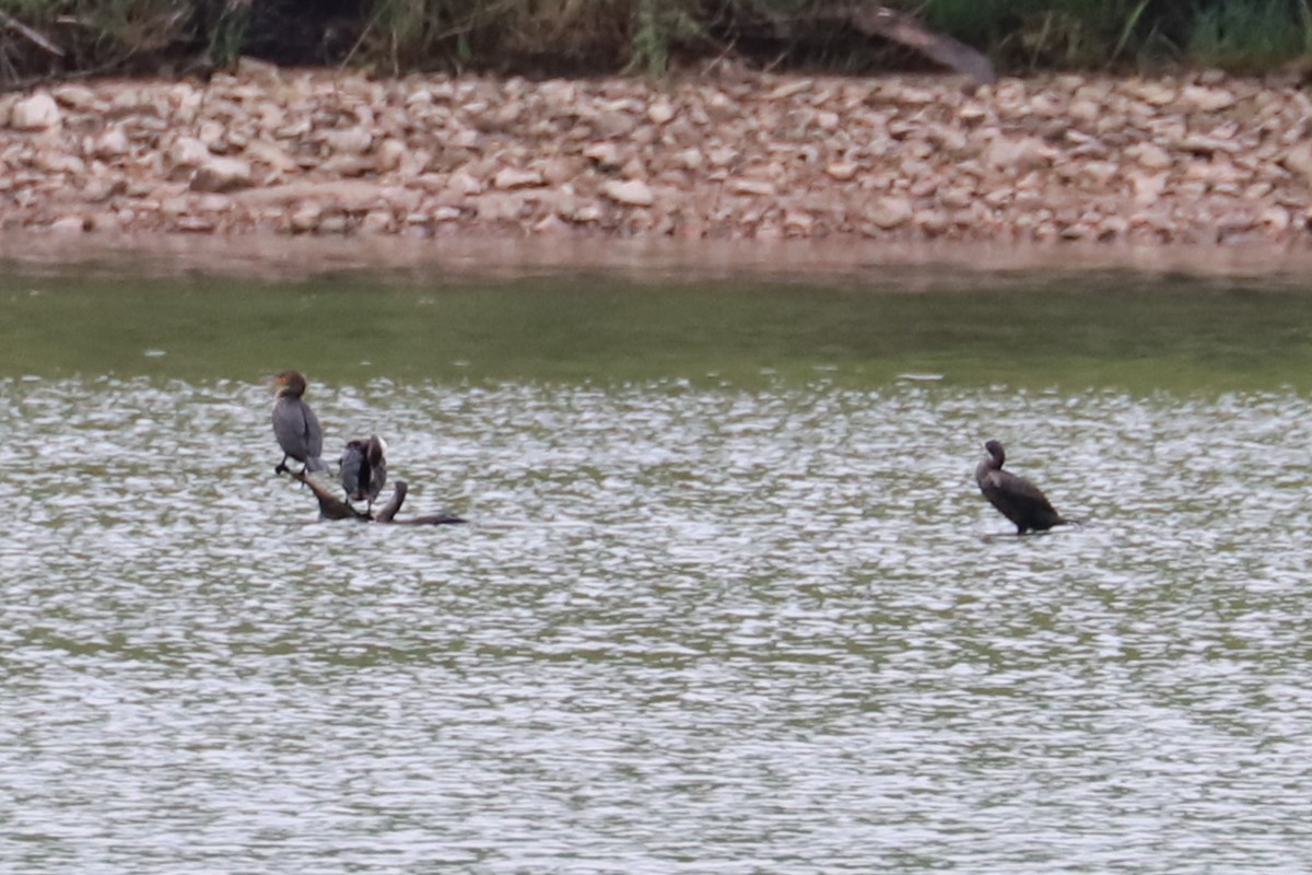 Double-crested Cormorant - ML618522634