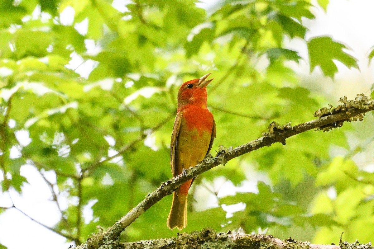 Summer Tanager - ML618522647