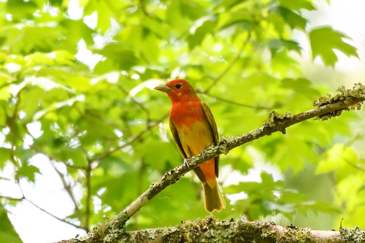 Summer Tanager - ML618522648