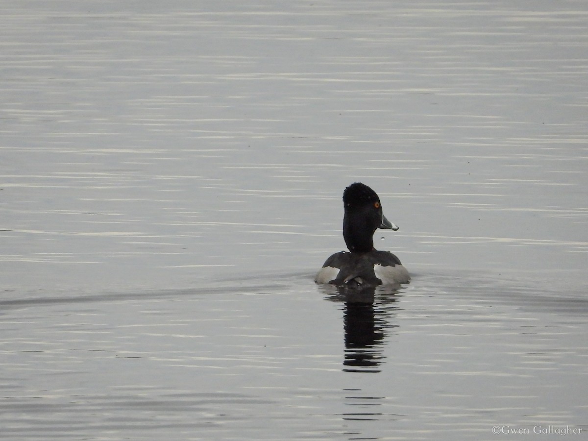 Ring-necked Duck - ML618522654