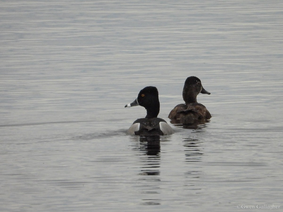 Ring-necked Duck - ML618522655