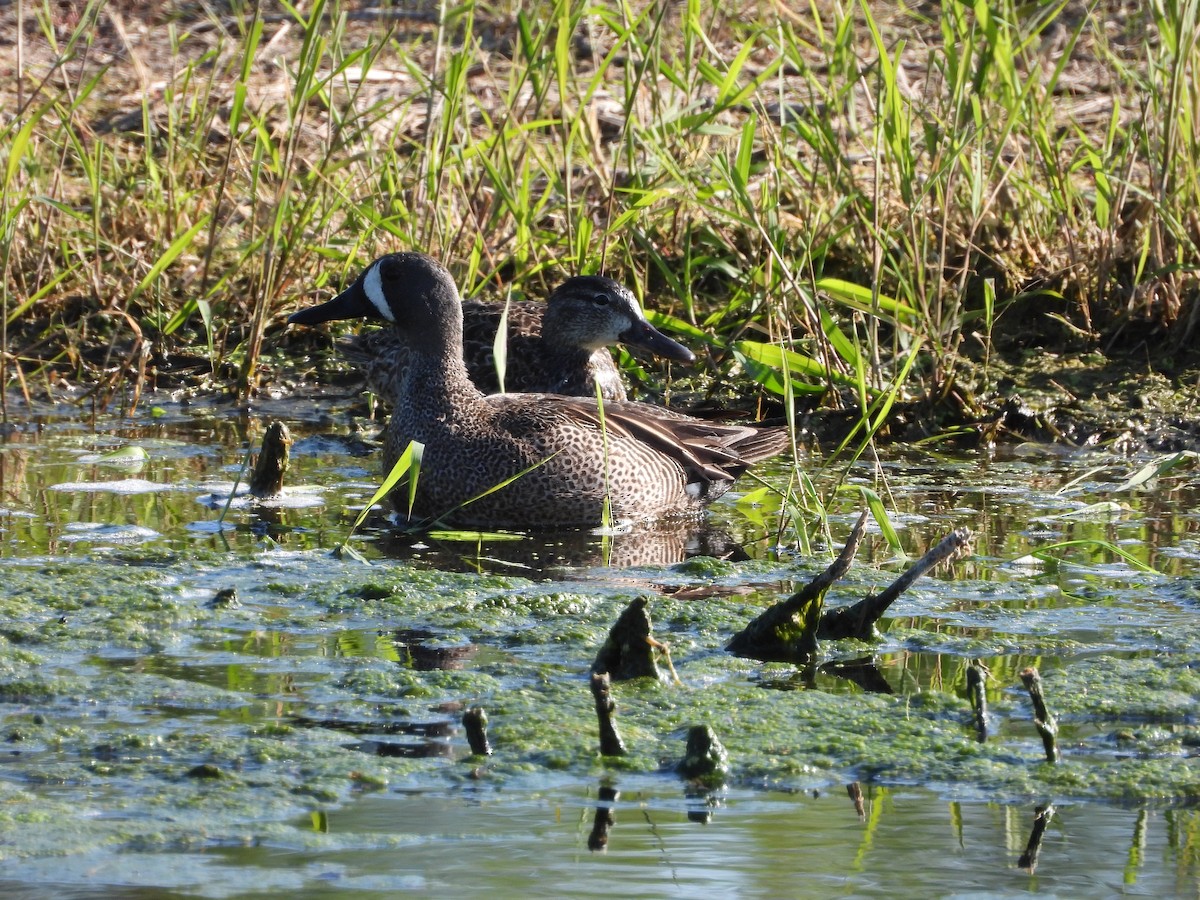 Blue-winged Teal - Rachael Casey