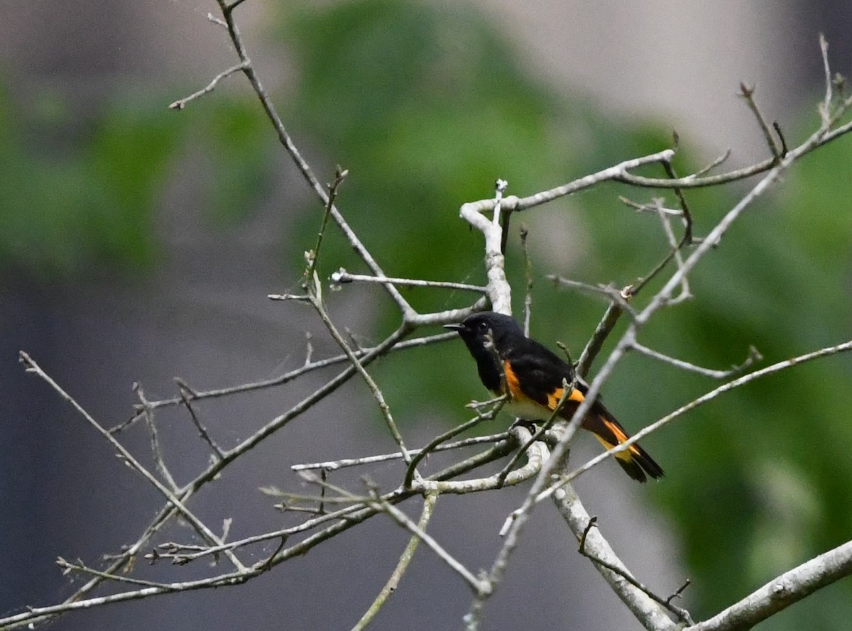 American Redstart - Alise Baer