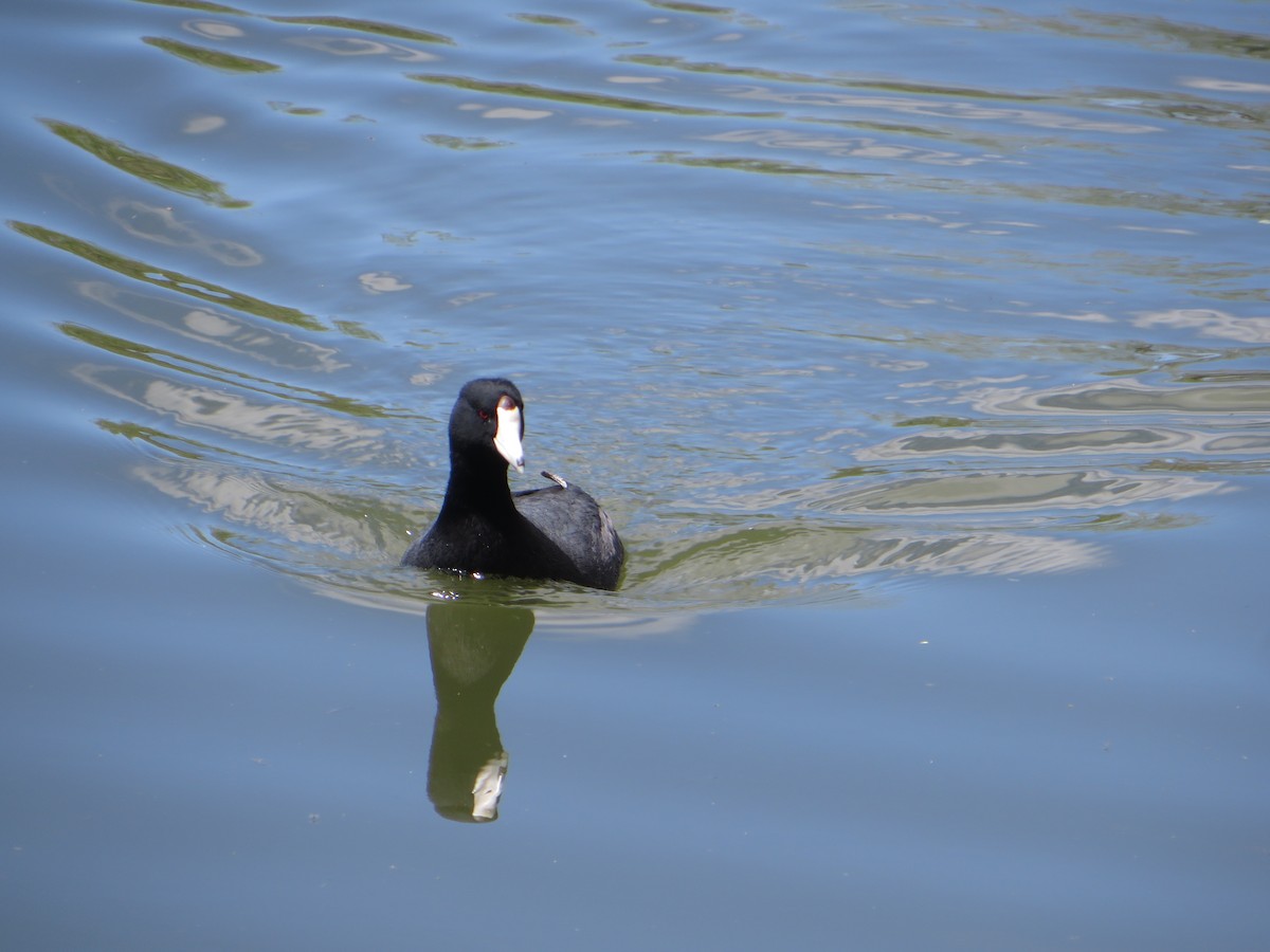 American Coot - ML618522695