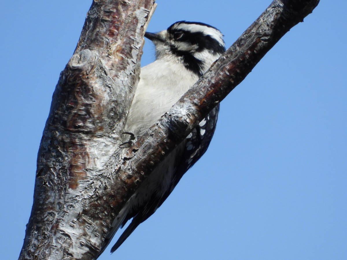 Downy Woodpecker - ML618522700