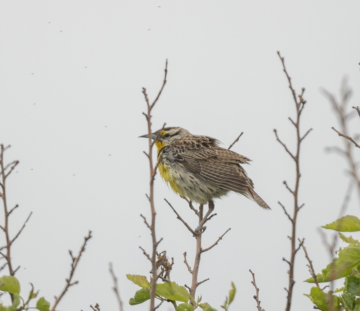 Eastern Meadowlark - ML618522734