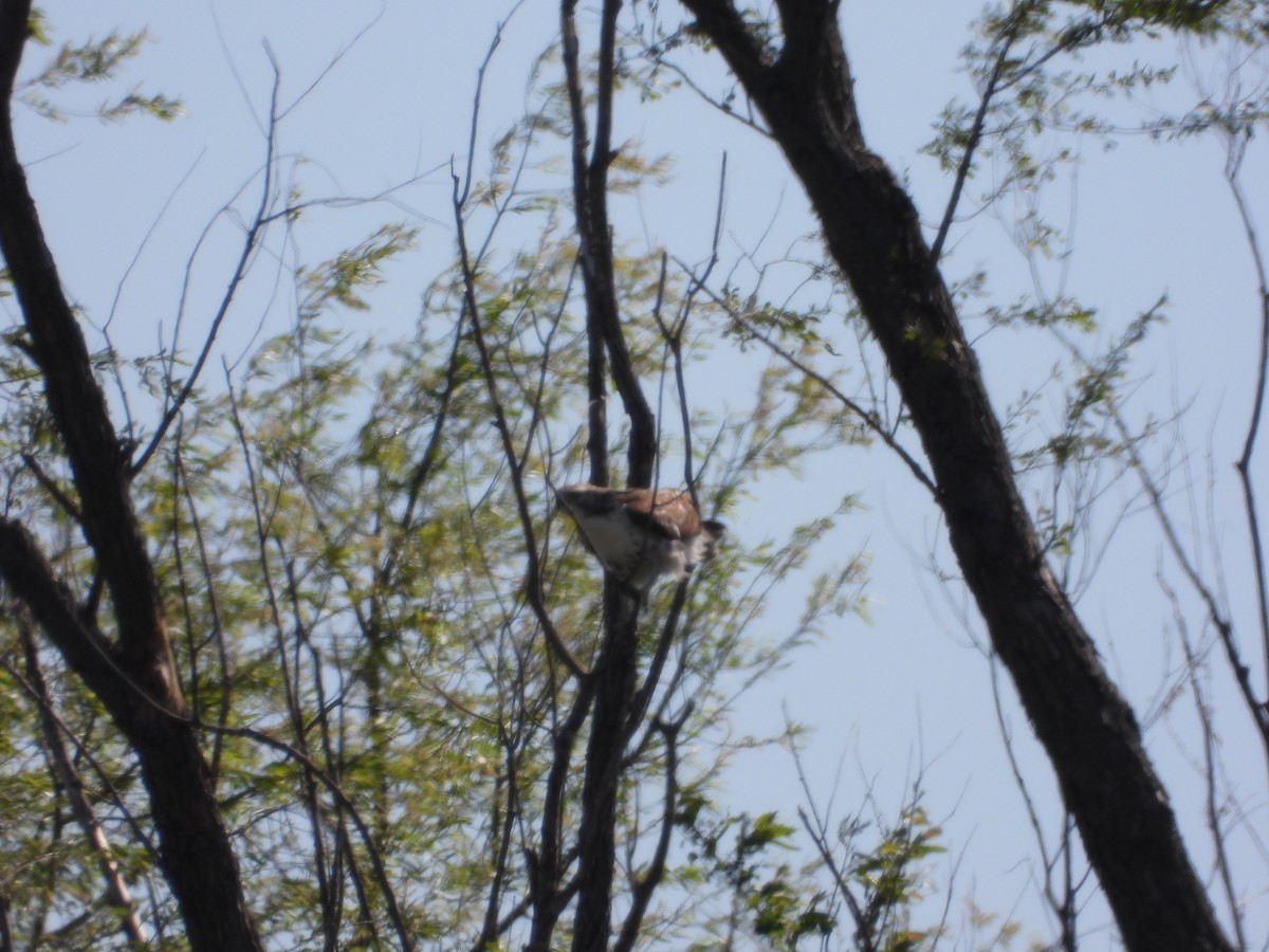 Red-tailed Hawk - ML618522751