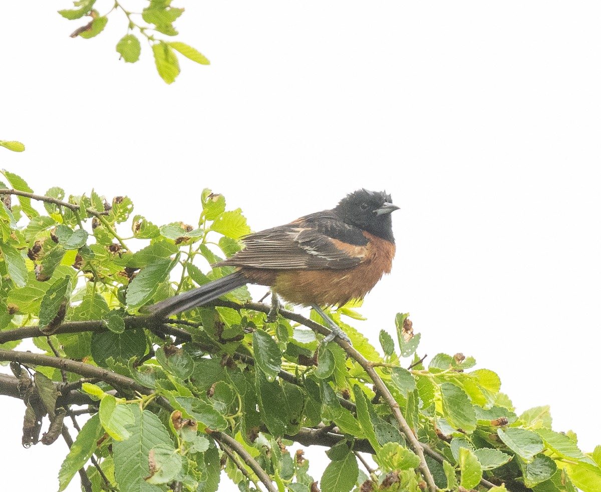 Orchard Oriole - ML618522765