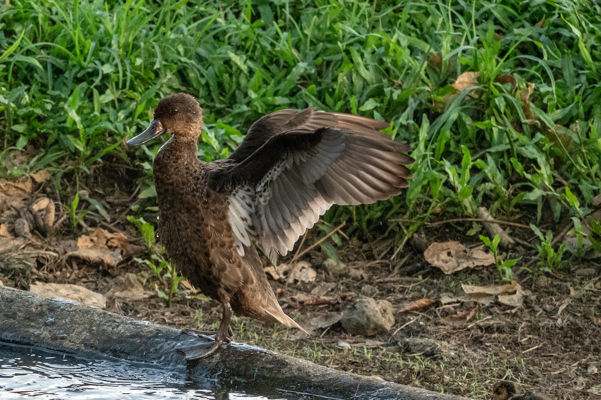 White-cheeked Pintail (Galapagos) - Jodi  Chambers