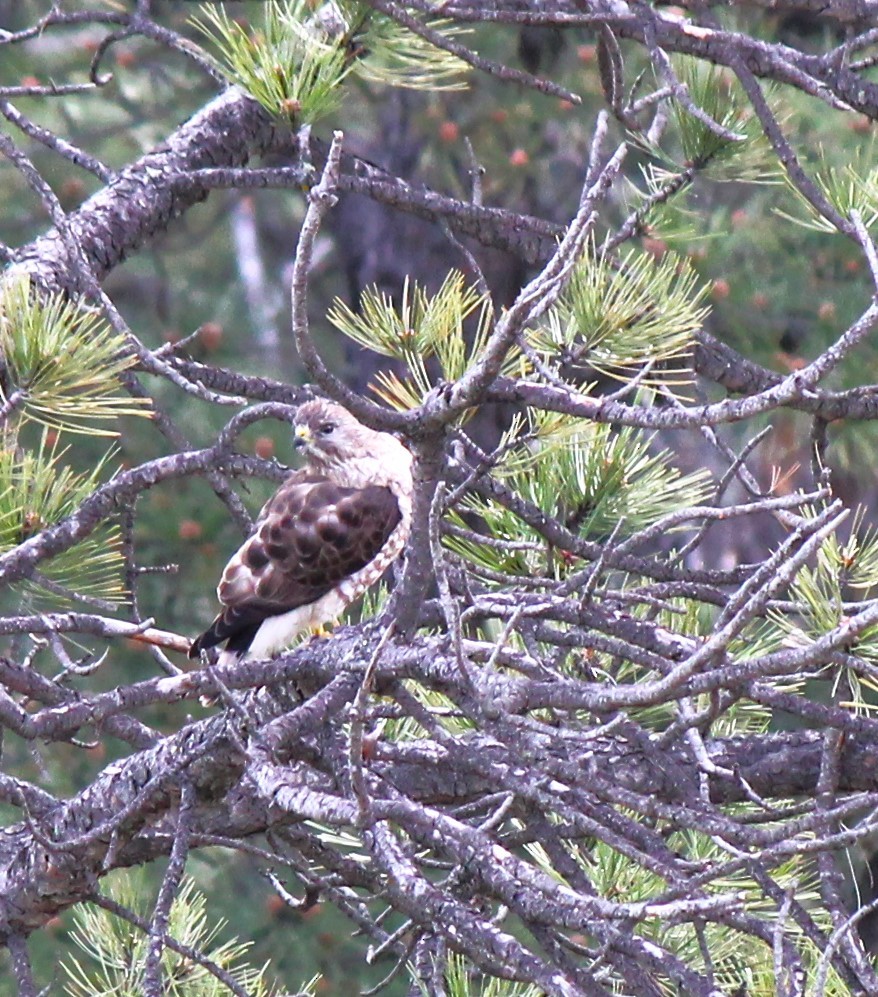 Broad-winged Hawk - Jason St. Sauver