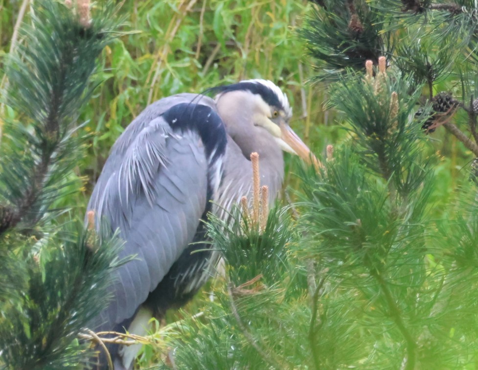 Great Blue Heron - ML618522782