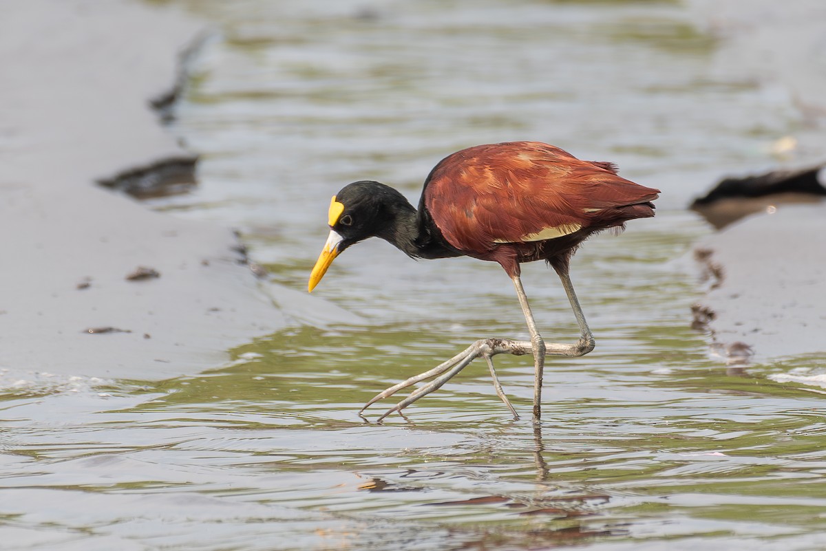 Jacana Centroamericana - ML618522803