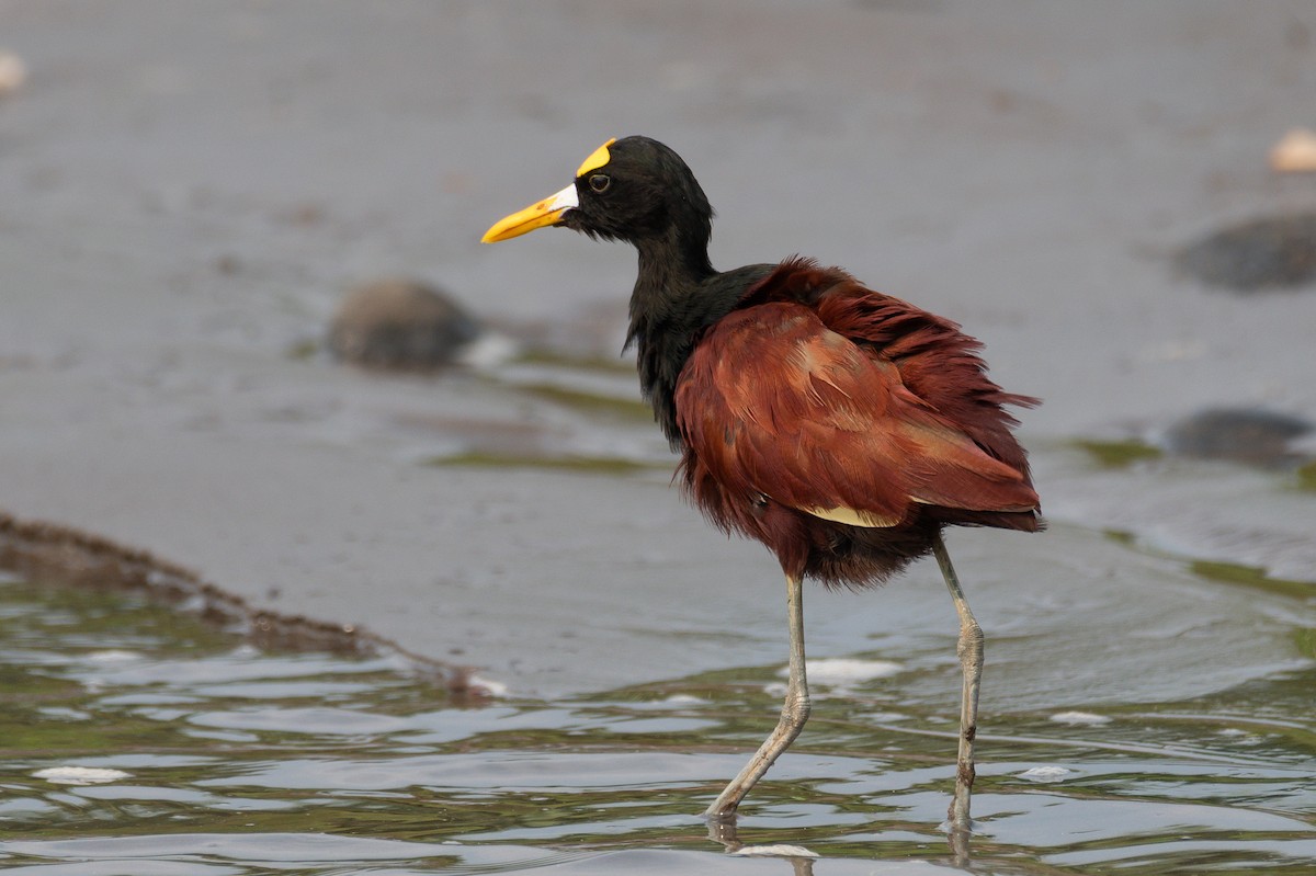 Northern Jacana - ML618522816