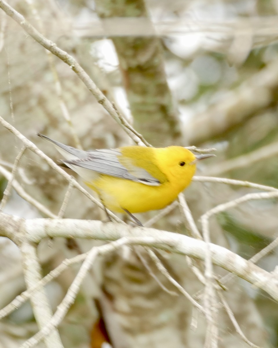 Prothonotary Warbler - ML618522857