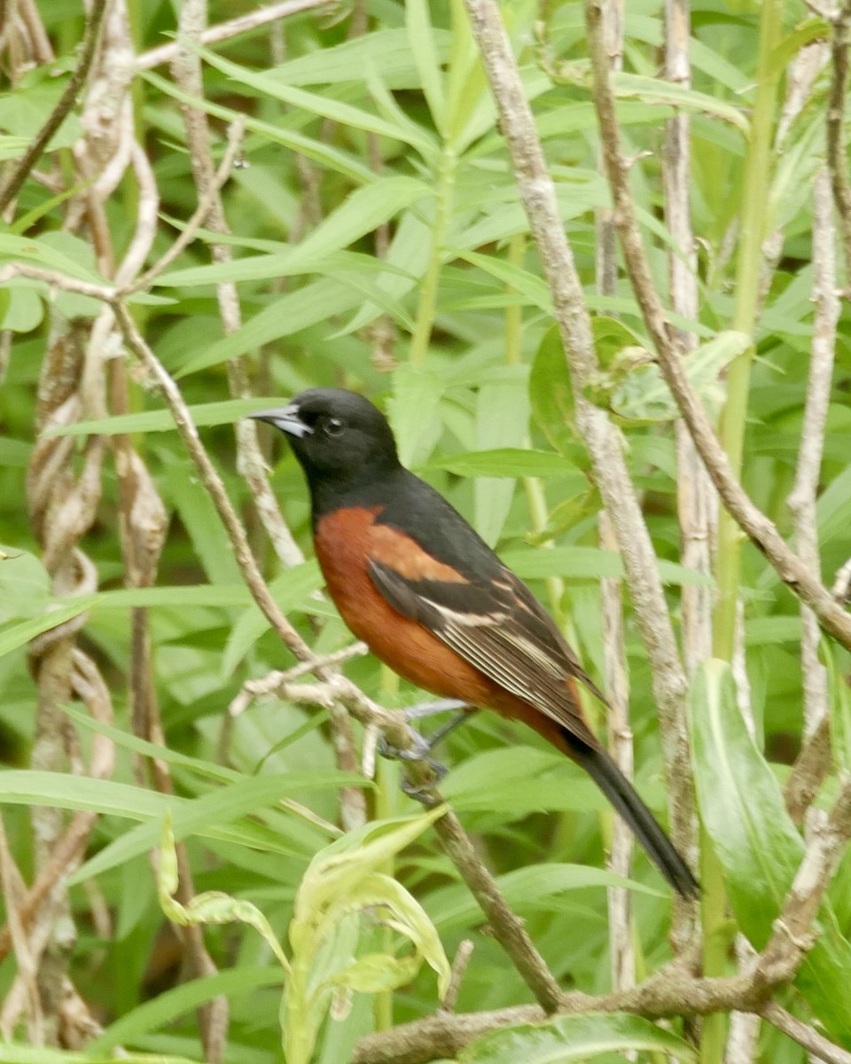 Orchard Oriole - ML618522872
