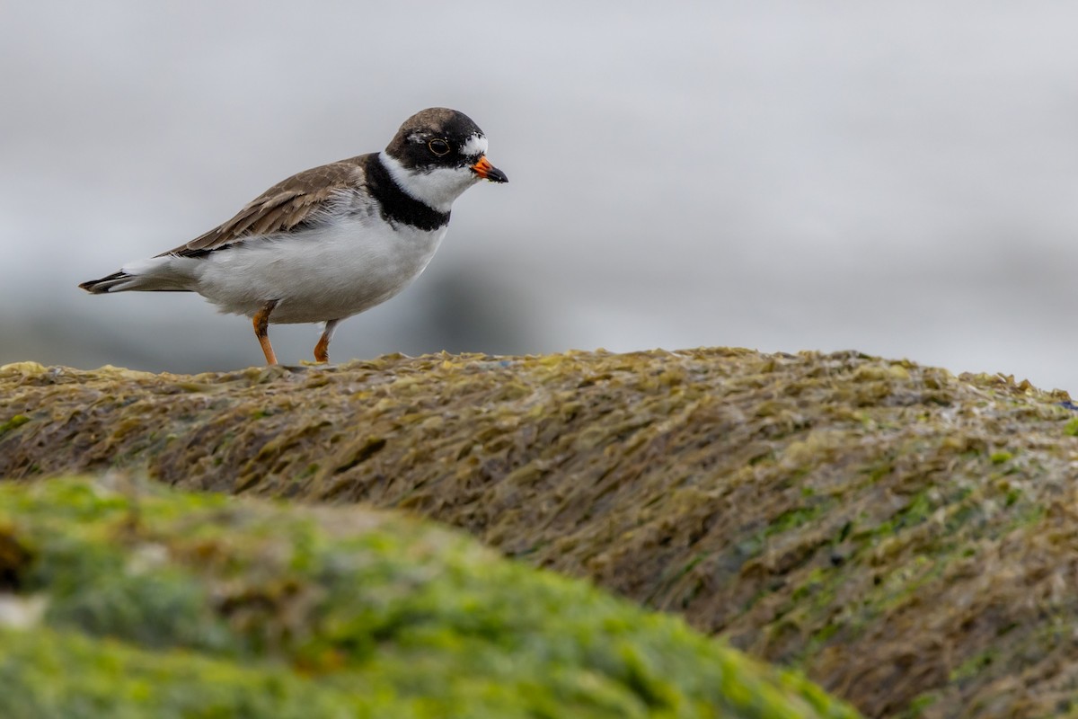 Semipalmated Plover - ML618522886