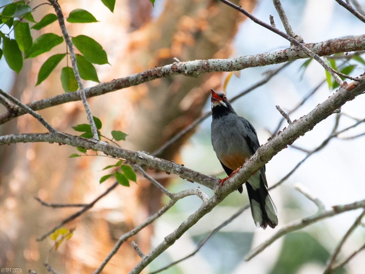 Red-legged Thrush - T I