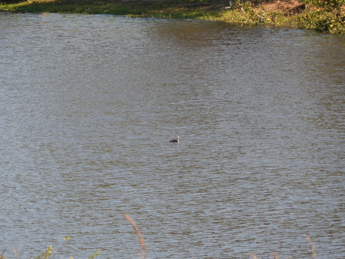 Pied-billed Grebe - Fabiana Santos de Oliveira