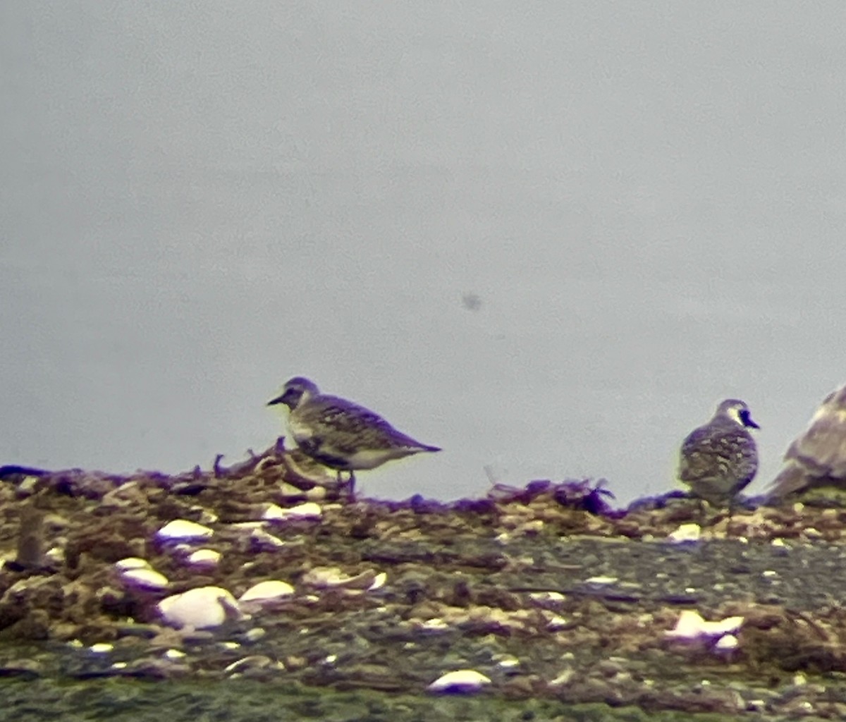 Black-bellied Plover - Brian Ellis