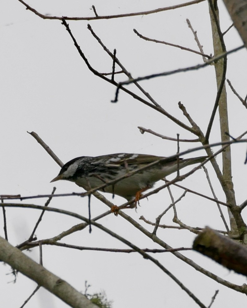 Bay-breasted/Blackpoll Warbler - ML618522956