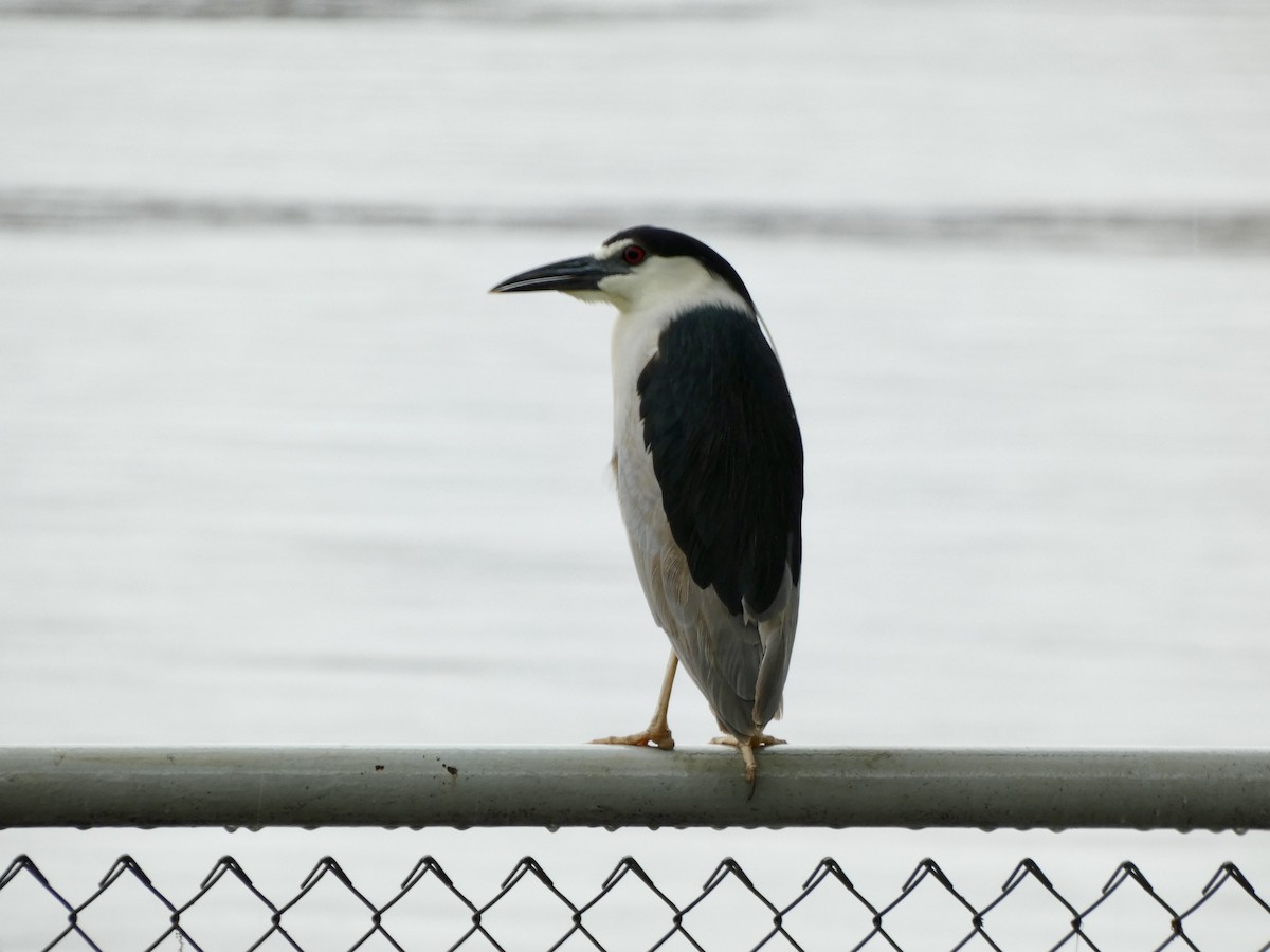 Black-crowned Night Heron - ML618522994