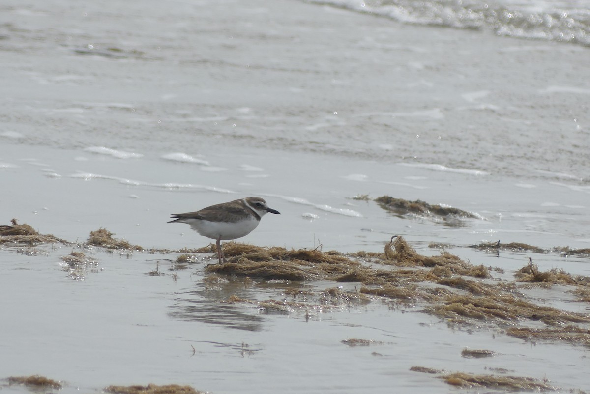 Wilson's Plover - Brian Jones