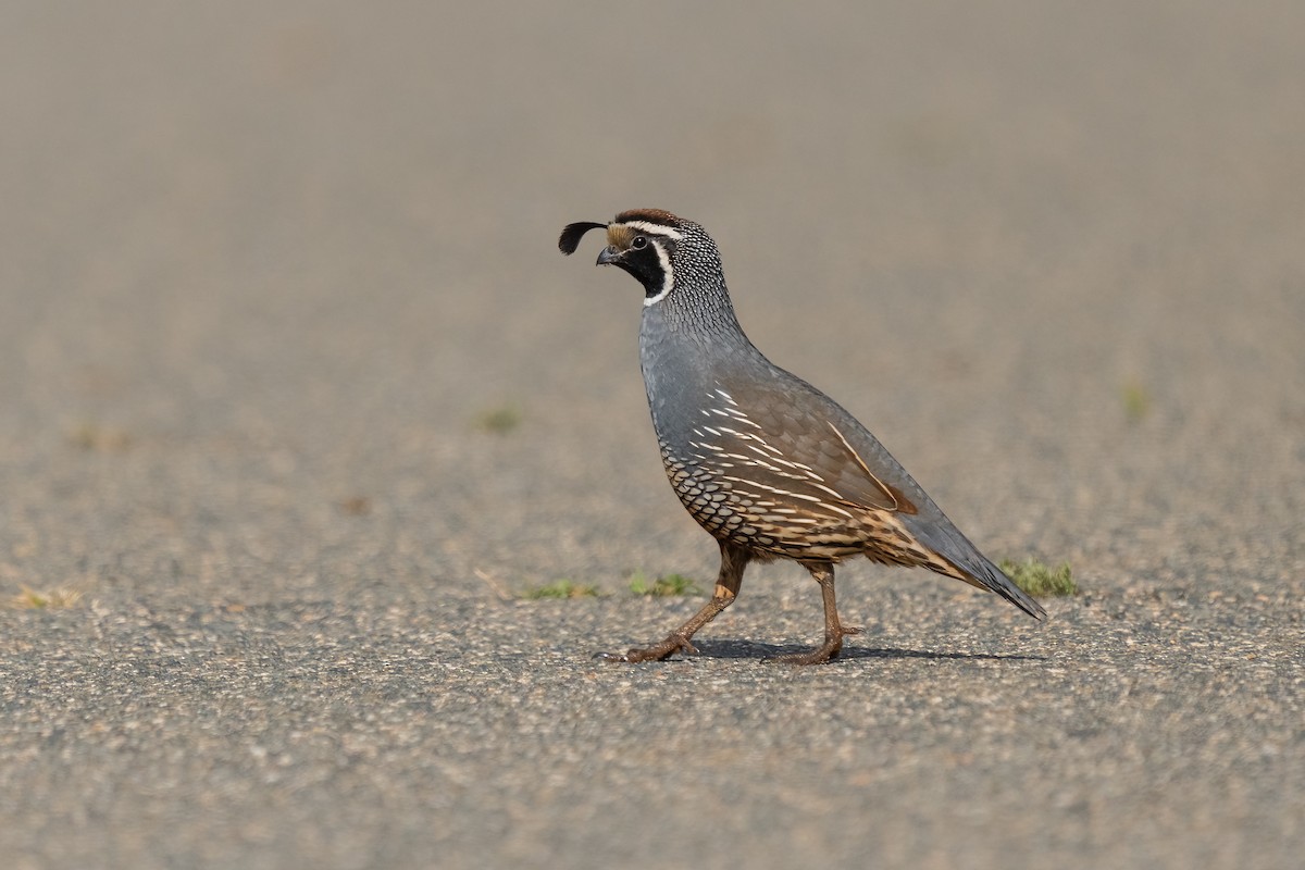 California Quail - ML618523023