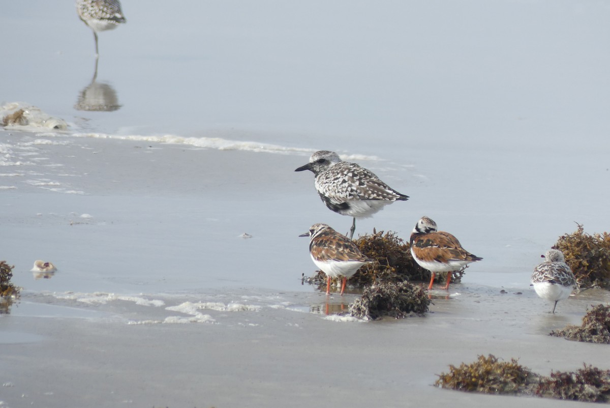 Black-bellied Plover - Brian Jones