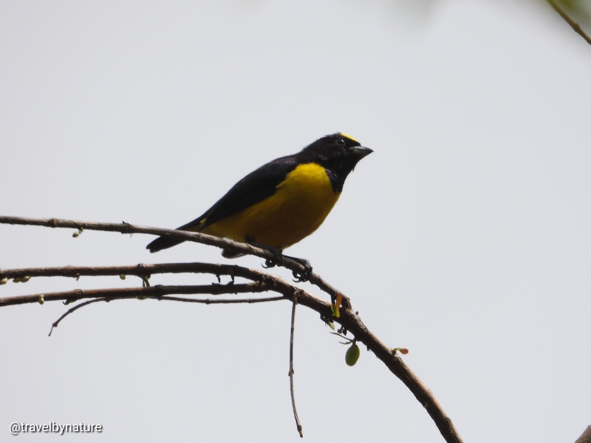 Velvet-fronted Euphonia - ML618523066