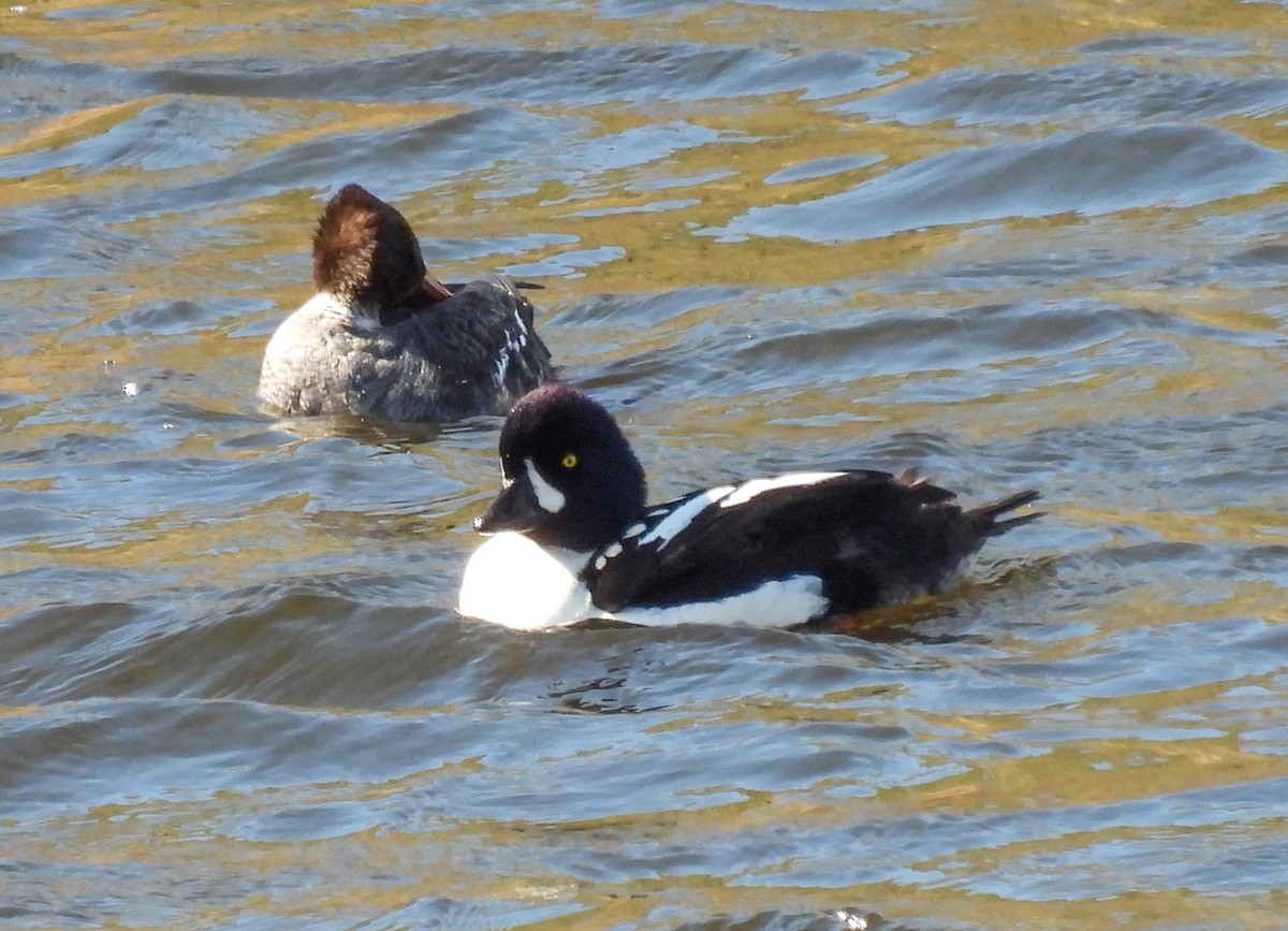 Barrow's Goldeneye - ML618523082