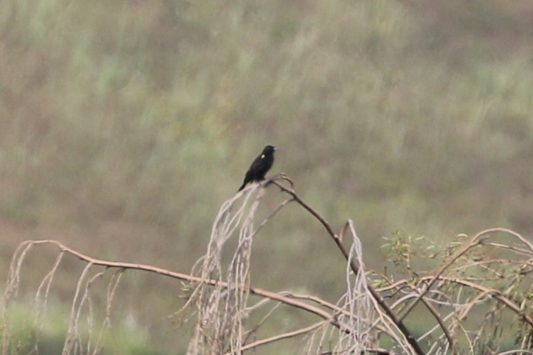 Yellow-winged Blackbird - Henggang Cui