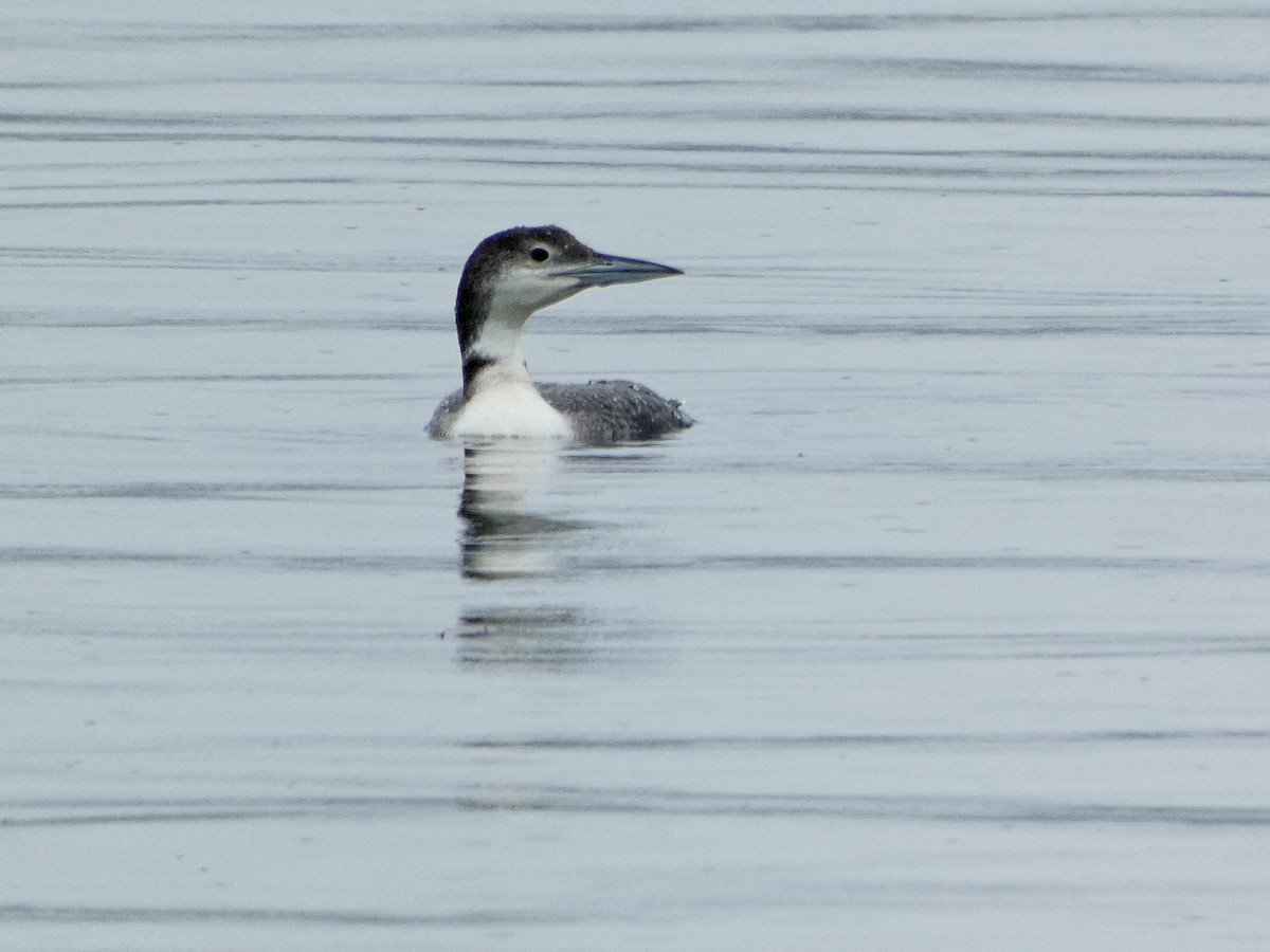 Common Loon - ML618523098