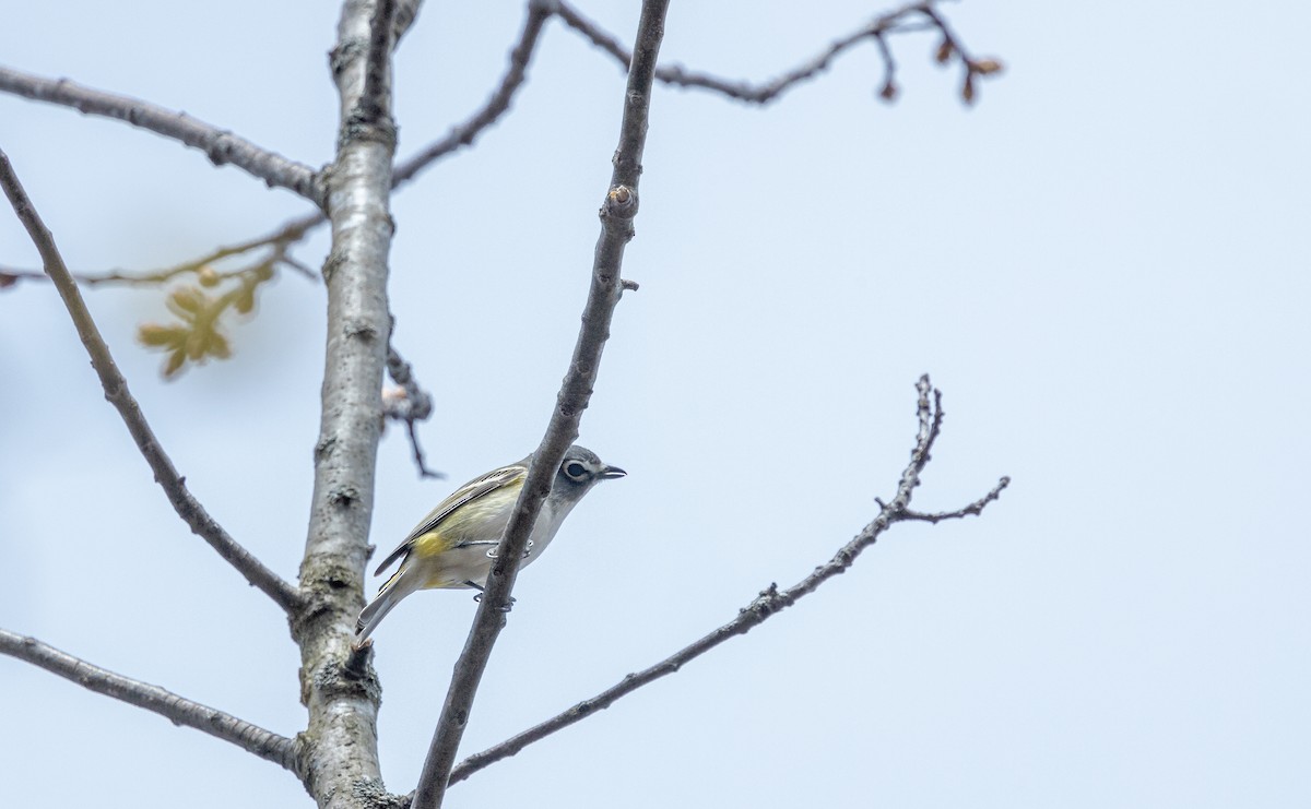 Vireo Solitario - ML618523107