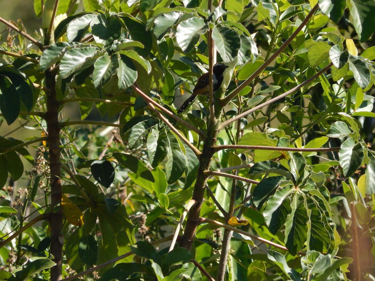 Rusty-backed Antwren - Fabiana Santos de Oliveira