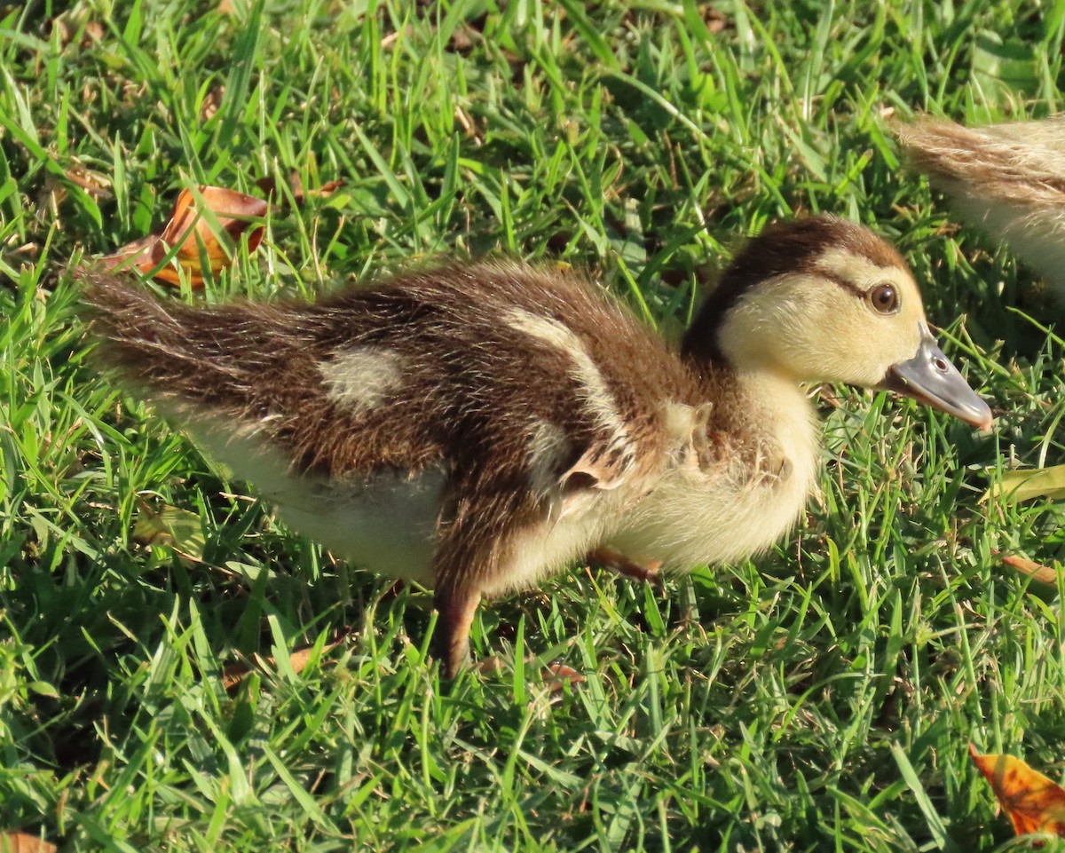 Muscovy Duck (Domestic type) - Laurie Witkin