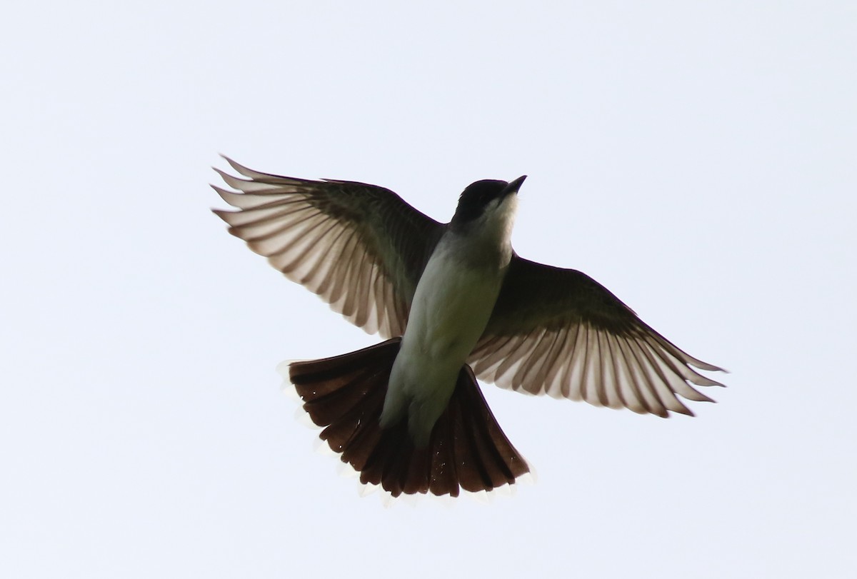 Eastern Kingbird - ML618523165