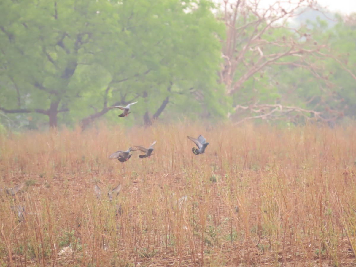 Rock Pigeon (Feral Pigeon) - Shilpa Gadgil