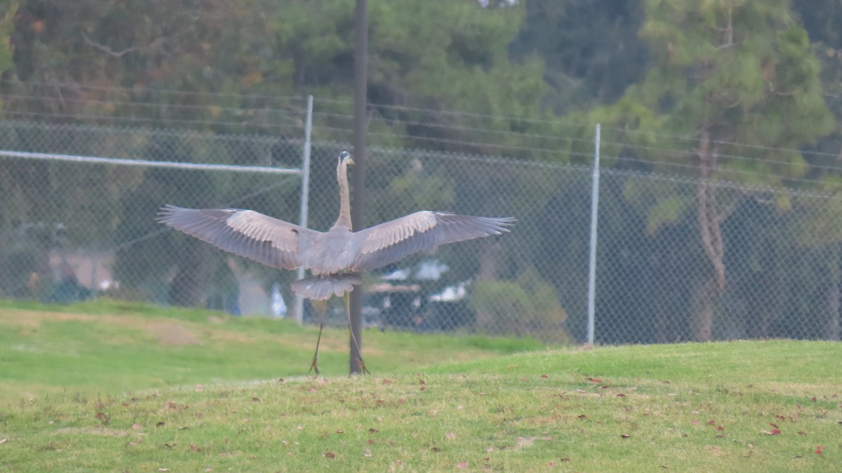 Great Blue Heron - ML618523181