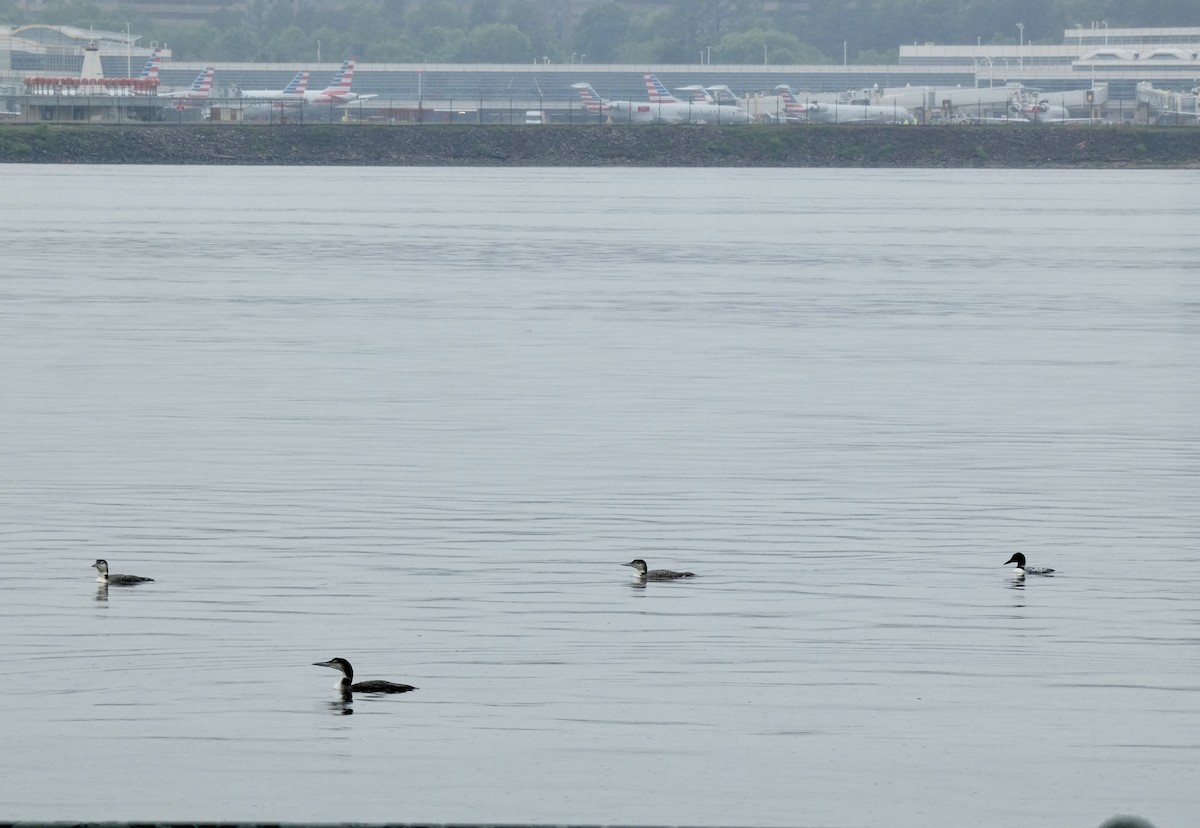 Common Loon - grace c